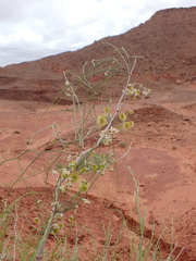 Calligonum comosum, photograph (c) Nolan Exe, some rights reserved (CC BY)