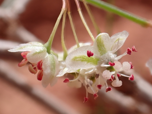 Calligonum comosum, photograph 3