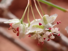 Calligonum comosum, photograph (c) Nolan Exe, some rights reserved (CC BY)