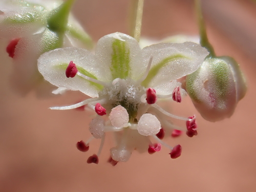 Calligonum comosum, photograph 5