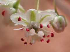 Calligonum comosum, photograph (c) Nolan Exe, some rights reserved (CC BY)