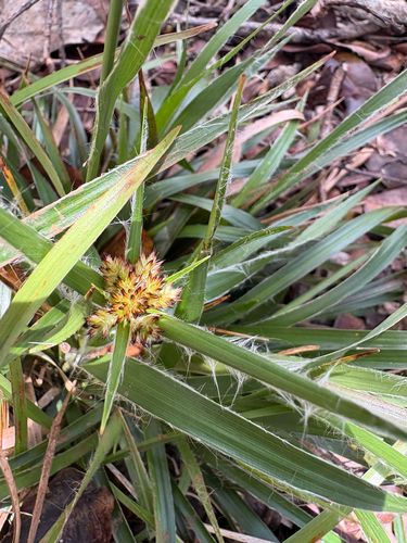 Luzula hawaiiensis observed 2026-05-02