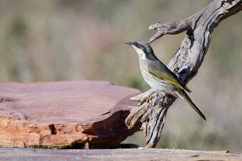 Singing Honeyeater