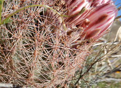 Echinomastus intertextus