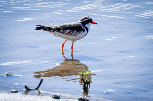 Black-fronted Dotterel