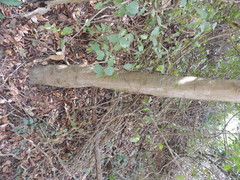 Albizia niopoides