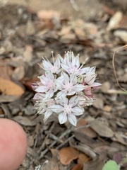 Allium haematochiton