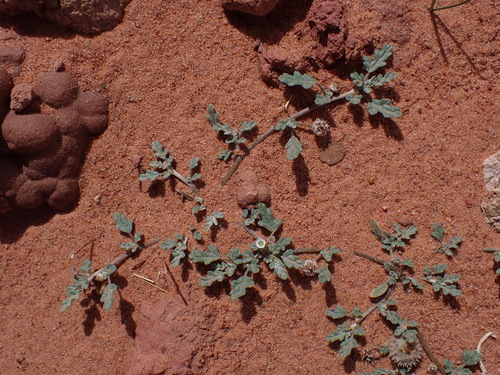 Neurada procumbens (Neurada procumbens)
