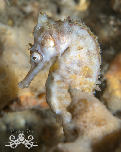 Hippocampus whitei