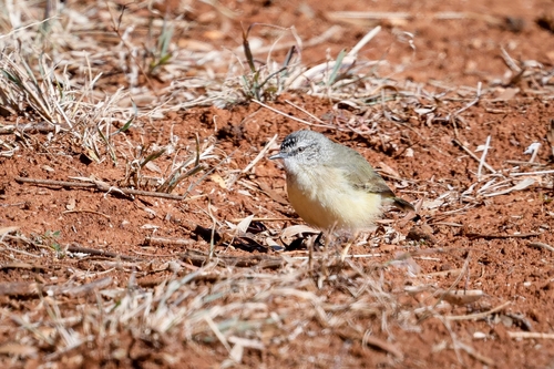 Yellow-rumped Thornbill