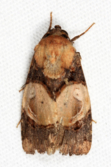 Hampsonodes orbica