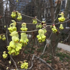 Corylopsis pauciflora