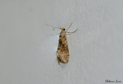 Cornifrons ulceratalis