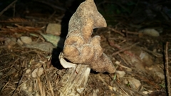 Helvella maculata