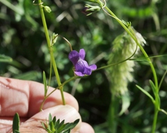 Neogaerrhinum strictum