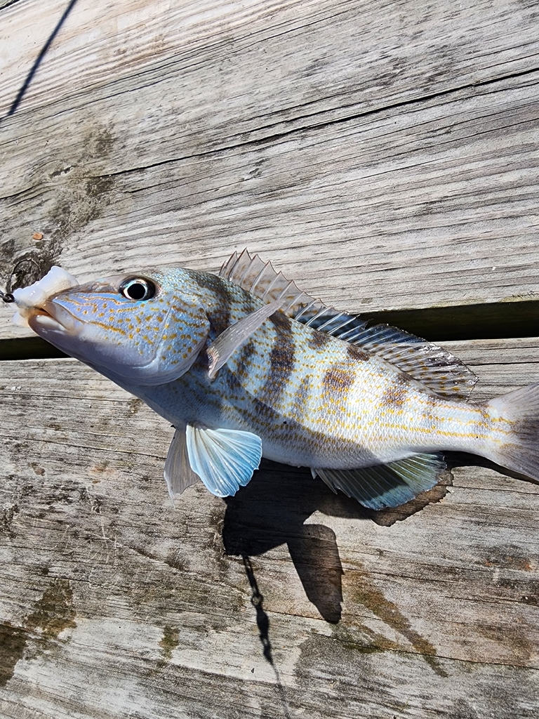 Pig Fish Bug Pigfish from Wilmington Island, GA, USA on May 3, 2026 at 10:47 AM by ...