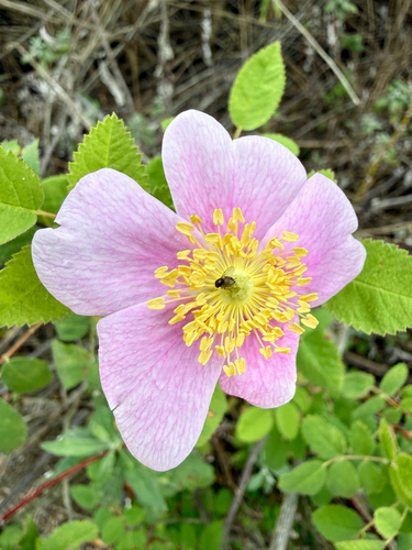 iNaturalist observation photo of California Wild Rose