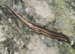 Ablepharus himalayanus