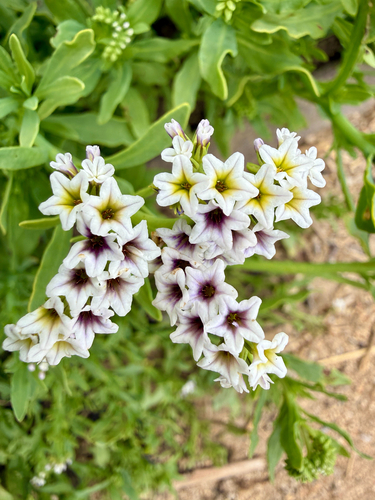iNaturalist observation photo of alkali heliotrope