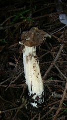 Helvella maculata