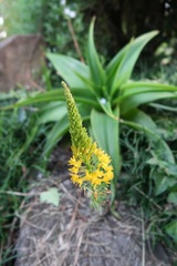 Bulbine latifolia latifolia