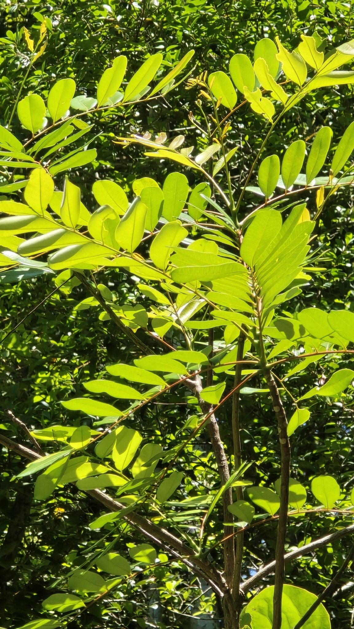 Foto de Simarouba glauca DC.