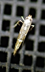 Caloptilia triadicae