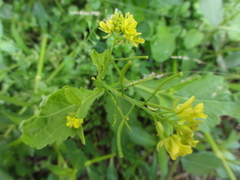 Rorippa indica