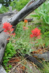 Castilleja hispida acuta