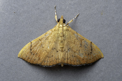 Hyalobathra
