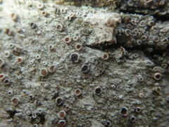 Lichenoconium lecanorae