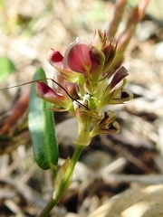 Alysicarpus ovalifolius