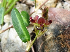 Alysicarpus ovalifolius