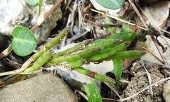 Alysicarpus ovalifolius