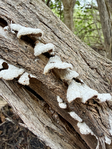 iNaturalist observation photo of splitgill mushroom