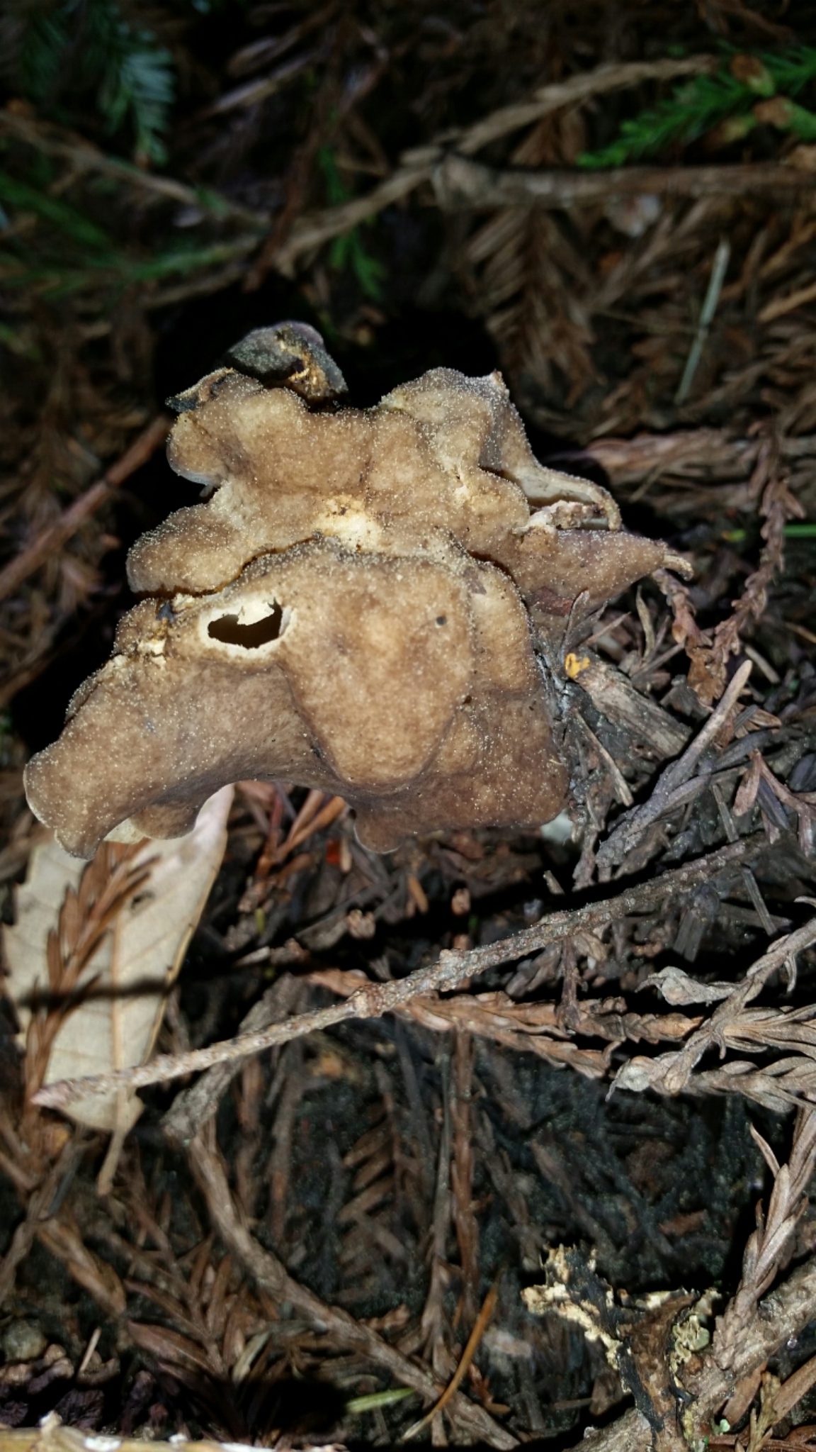 Helvella maculata image