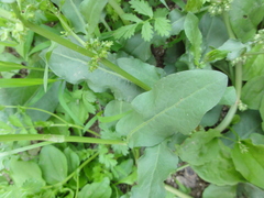 Rumex dentatus