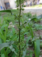 Rumex dentatus