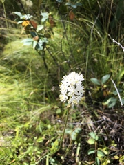 Triantha occidentalis occidentalis