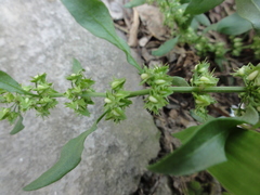 Rumex dentatus
