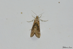 Cornifrons ulceratalis