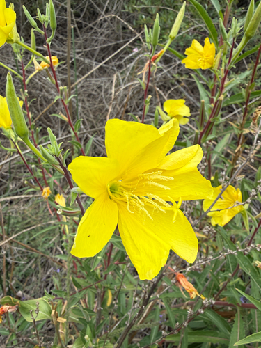 iNaturalist observation photo of tall evening primrose