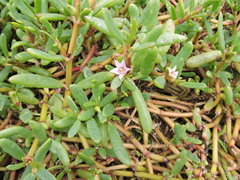 Sesuvium edmonstonei