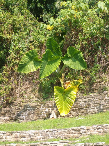 Xanthosoma robustum