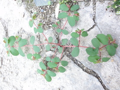 Euphorbia humifusa