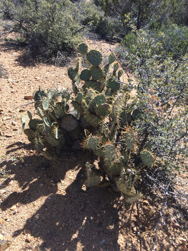 seashore cactus (Opuntia martiniana)
