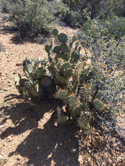 Opuntia martiniana