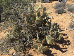 Opuntia martiniana