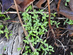 Floerkea proserpinacoides