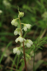 Pyrola dahurica
